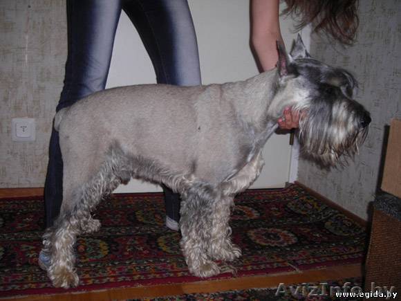 Миттелья кобель найден - Изображение #1, Объявление #305906