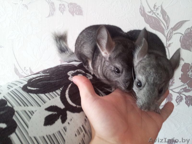 Продам маленьких Шиншилл - Изображение #1, Объявление #921570