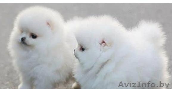 Поморское щенка для вашего дома - Изображение #1, Объявление #1192121