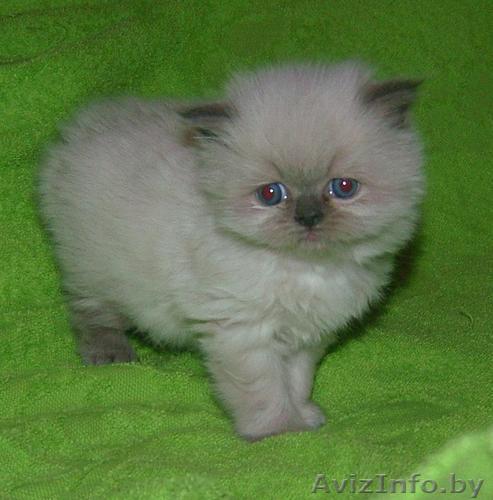 Котята породистые  в дар - Изображение #1, Объявление #1283175