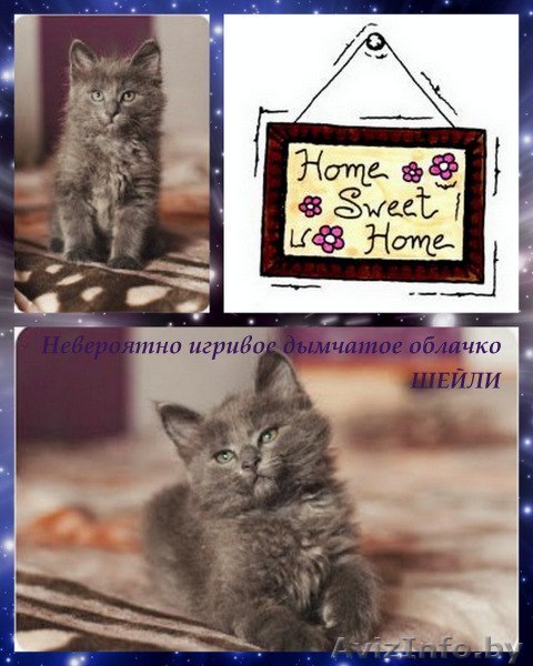 Чудо-котька Шейли ищет дом! - Изображение #1, Объявление #1283751
