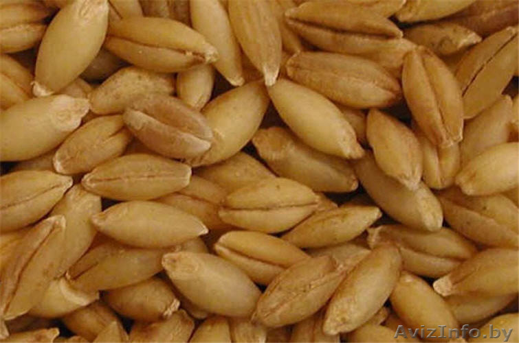 Продаем зерно фуражное оптом - Изображение #1, Объявление #1372773