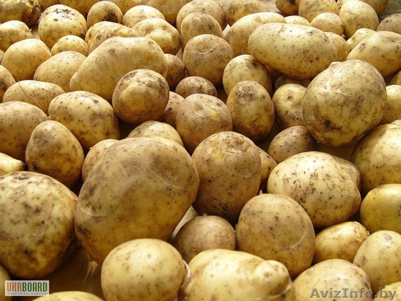 Картофель продовольственный оптом - Изображение #1, Объявление #1377184