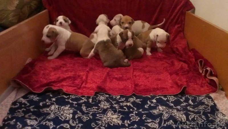 Бронь щенков американского стаффордширского терьера - Изображение #1, Объявление #1386029