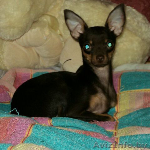 Русский той терьер .очень красивые девочки ,мини - Изображение #1, Объявление #1449160