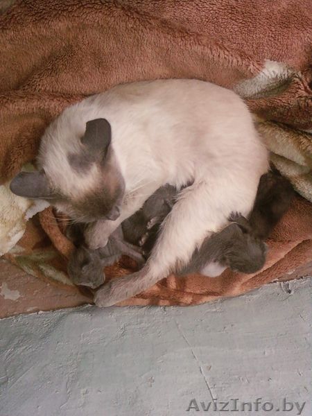 Отдам полусиамских полукровок котят в добрые руки  - Изображение #1, Объявление #1481263