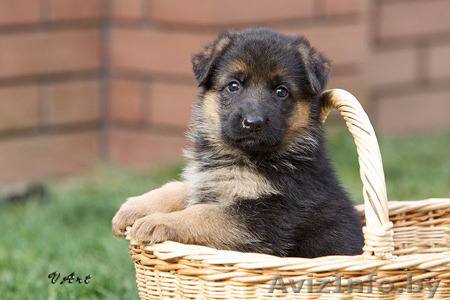 Немецкая овчарка, щенок, мальчик, 1 месяц. - Изображение #1, Объявление #1518656