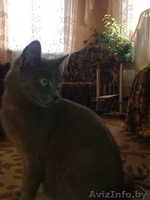 Котята, русской голубой, смешанные. - Изображение #1, Объявление #29808