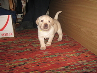 щенки лабрадора-ретривера палевые - Изображение #3, Объявление #998388