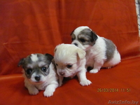 МальЧишки-Чихуашки - Изображение #6, Объявление #1062486