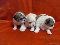 МальЧишки-Чихуашки - Изображение #8, Объявление #1062486