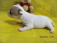 МальЧишки-Чихуашки - Изображение #4, Объявление #1062486