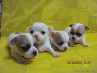 МальЧишки-Чихуашки - Изображение #2, Объявление #1062486