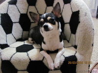 МальЧишки-Чихуашки - Изображение #10, Объявление #1062486