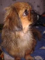 Продам 2-х щенков, мальчиков пекинесов.  - Изображение #3, Объявление #1095416