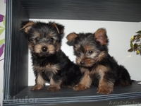 Обворожительные,игривые и веселые щенки Йоркширского терьера (два мальчики)  - Изображение #1, Объявление #1257083