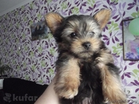 Обворожительные,игривые и веселые щенки Йоркширского терьера (два мальчики)  - Изображение #3, Объявление #1257083