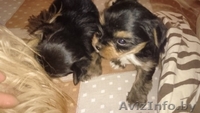 Щенки йоркширского терьера мини - Изображение #2, Объявление #1302090