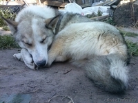 Щенки даром в добрые руки - Изображение #1, Объявление #1355304