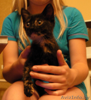 милый котенок в дар - в хорошие руки - Изображение #1, Объявление #1471505