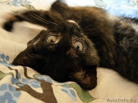 милый котенок в дар - в хорошие руки - Изображение #3, Объявление #1471505