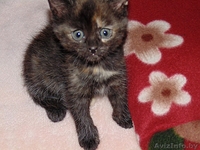 Отдам котенка даром в хорошие руки - Изображение #1, Объявление #1464687