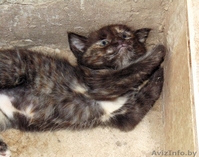 Отдам котенка даром в хорошие руки - Изображение #2, Объявление #1464687