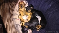Щенки таксы стандартной  гладкошерстной - Изображение #3, Объявление #1491891