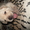 щенки лабрадора-ретривера палевые - Изображение #2, Объявление #998388