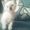 Сиамские котята )))))))) - Изображение #1, Объявление #1254950