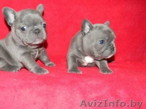 очаровательны Синий французский продаются щенки - Изображение #1, Объявление #900023