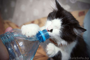 Котенок в добрые руки,  бесплатно,  даром . Минск