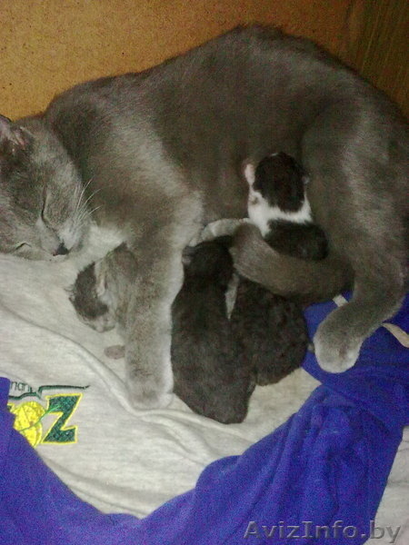 Котята, русской голубой, смешанные. - Изображение #2, Объявление #29808