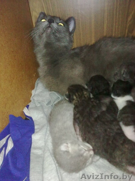 Котята, русской голубой, смешанные. - Изображение #3, Объявление #29808
