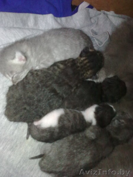 Котята, русской голубой, смешанные. - Изображение #4, Объявление #29808