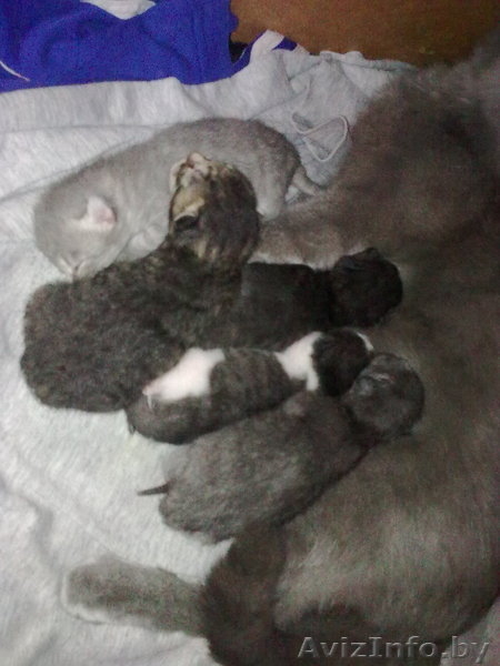 Котята, русской голубой, смешанные. - Изображение #5, Объявление #29808