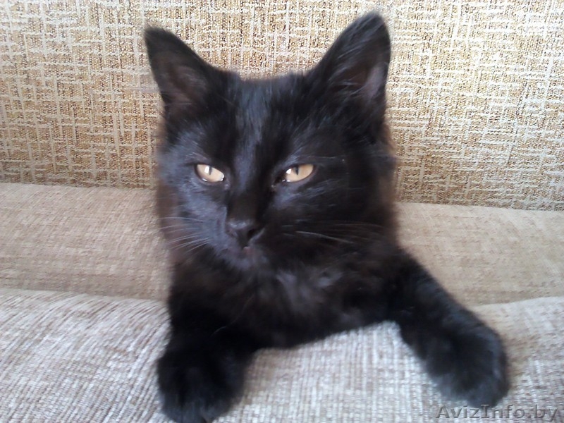 ИЩУ ХОЗЯИНА.КИСА. - Изображение #3, Объявление #948361