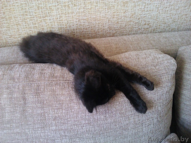 ИЩУ ХОЗЯИНА.КИСА. - Изображение #4, Объявление #948361