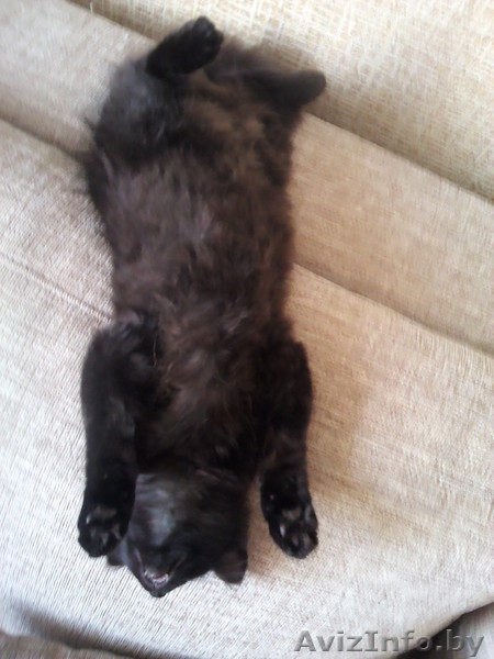 ИЩУ ХОЗЯИНА.КИСА. - Изображение #5, Объявление #948361