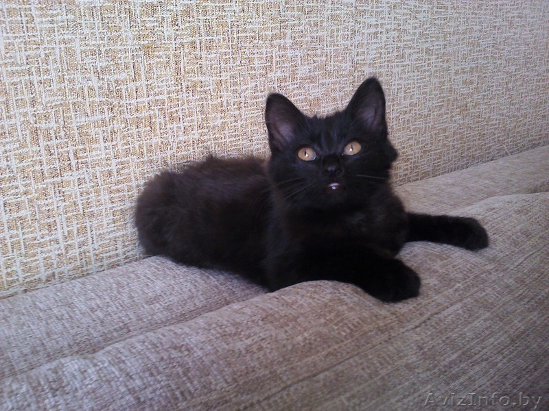 ИЩУ ХОЗЯИНА.КИСА. - Изображение #6, Объявление #948361