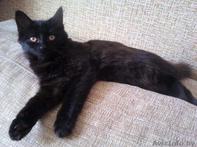 ИЩУ ХОЗЯИНА.КИСА. - Изображение #7, Объявление #948361