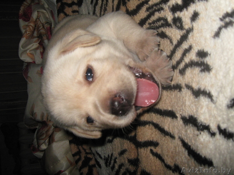 щенки лабрадора-ретривера палевые - Изображение #2, Объявление #998388