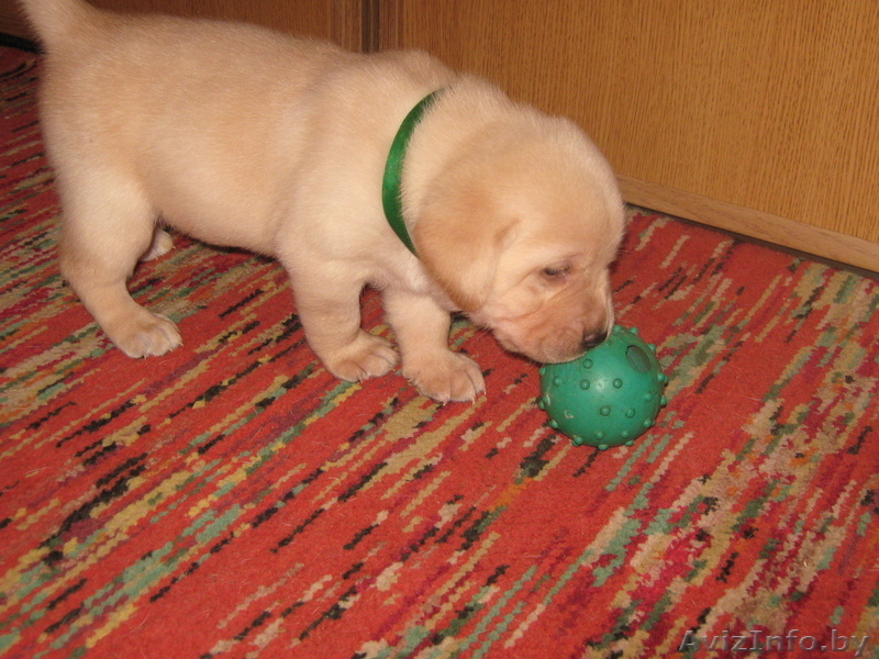 щенки лабрадора-ретривера палевые - Изображение #1, Объявление #998388