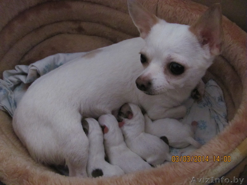 МальЧишки-Чихуашки - Изображение #5, Объявление #1062486