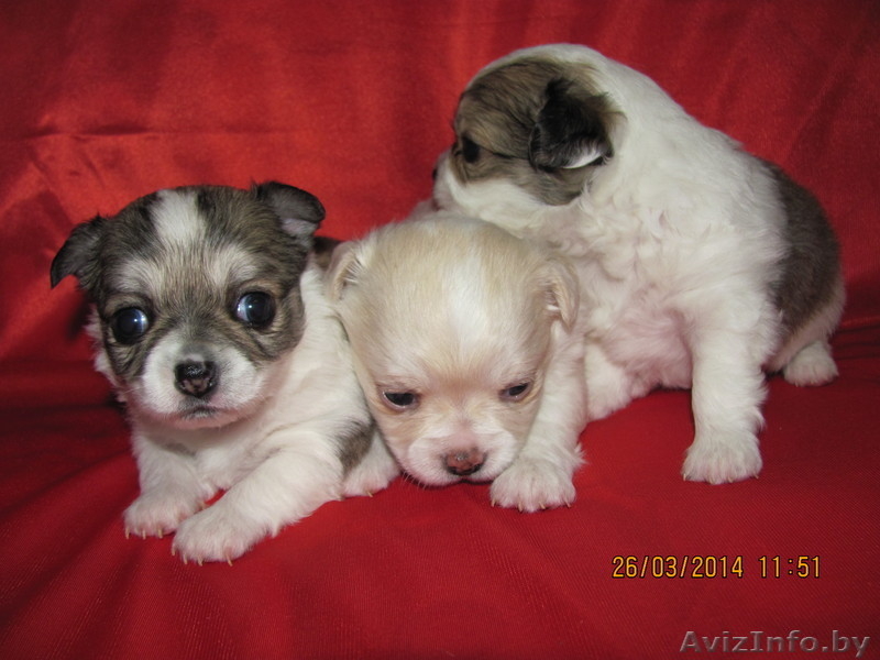 МальЧишки-Чихуашки - Изображение #7, Объявление #1062486