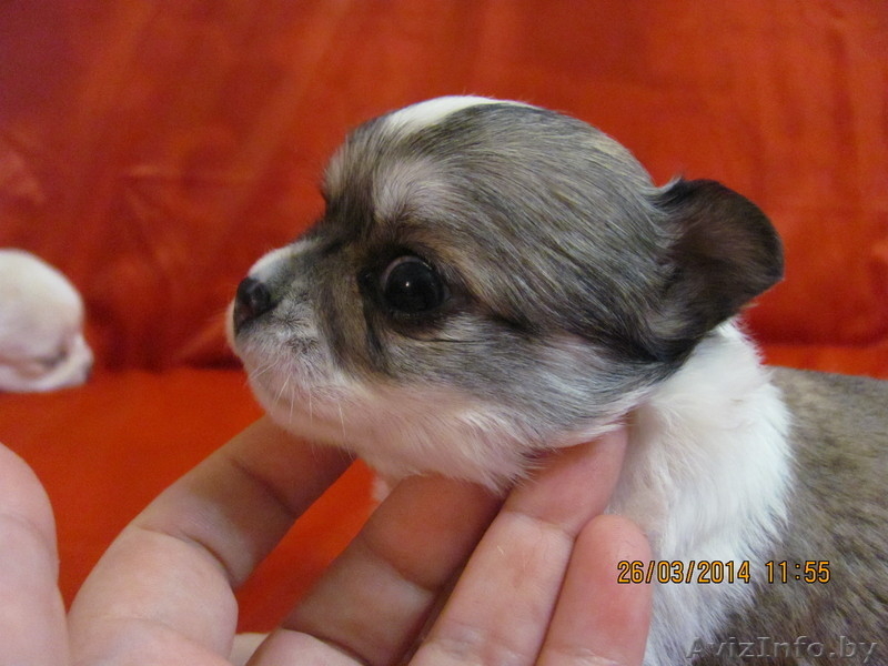 МальЧишки-Чихуашки - Изображение #9, Объявление #1062486