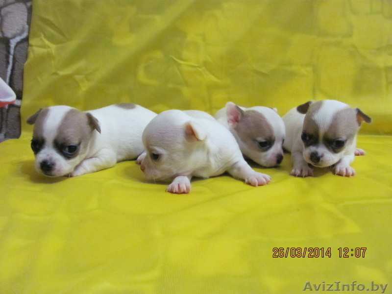 МальЧишки-Чихуашки - Изображение #1, Объявление #1062486