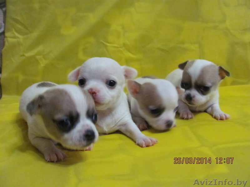 МальЧишки-Чихуашки - Изображение #2, Объявление #1062486