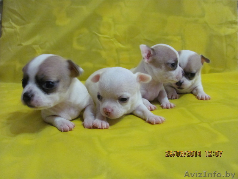 МальЧишки-Чихуашки - Изображение #3, Объявление #1062486
