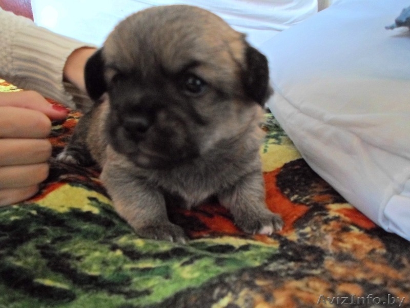 Продам 2-х щенков, мальчиков пекинесов.  - Изображение #2, Объявление #1095416